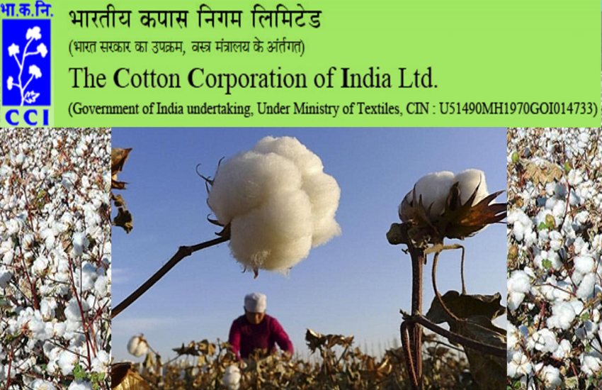 Cotton Corporation of India jobs