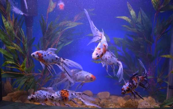 fish aquarium, fatehsagar, udaipur