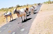 In lack of water,dried conventional water source