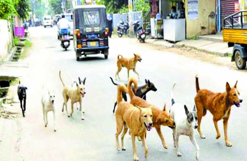 dog news bhopal