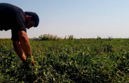 Agriculture Assistant