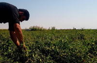 Agriculture Assistant