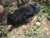 Rising population The beel moving towards the villages leaving the for