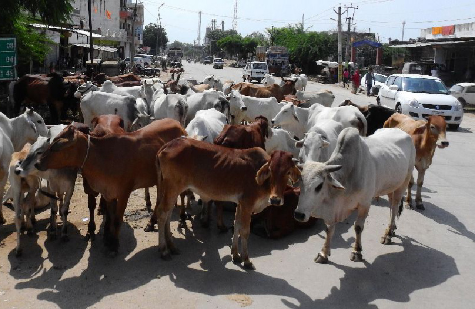 Nandi Goshala gets green signal in Bundi district
