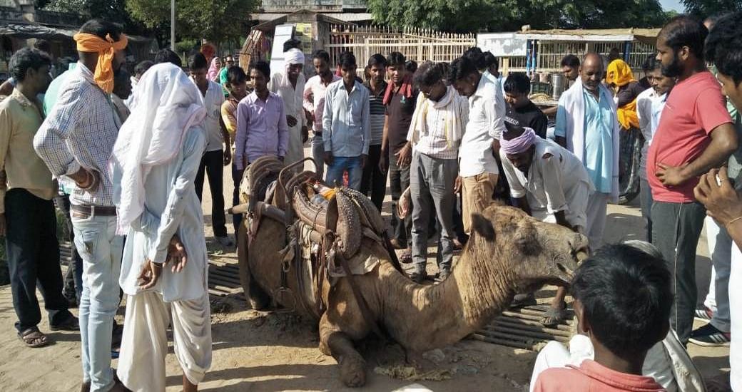 The camel's feet fall from the trap