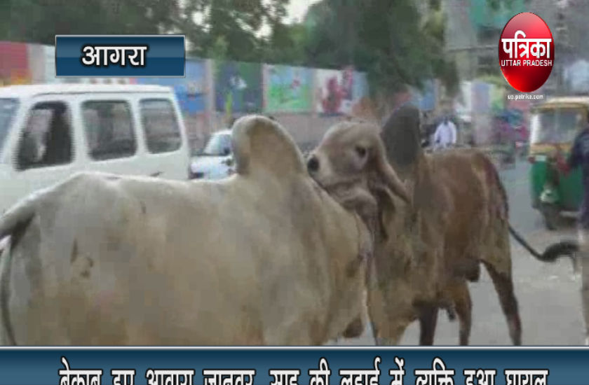 दो साड़ों की लड़ाई में घायल हो गया एक व्यक्ति, देखें वीडियो