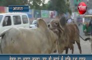 bull fight