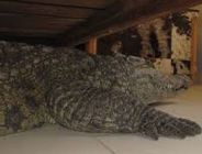 Crocodile 