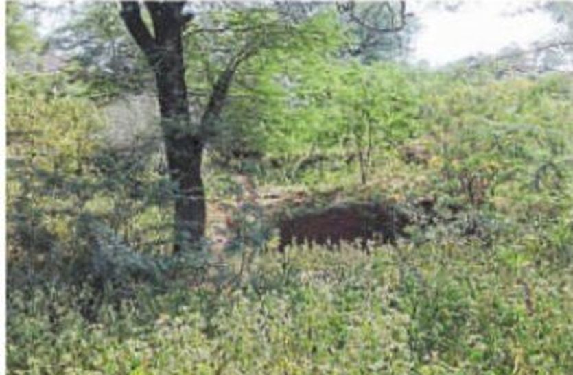 sirohi