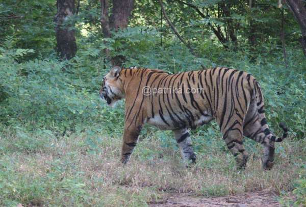 Ranthambor National Park