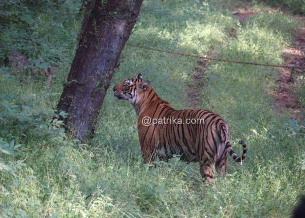 Ranthambor National Park