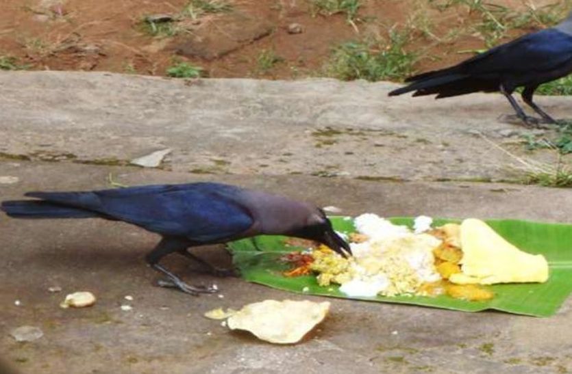 Shradh 2018: Very Less numbers of Crow remaining In Alwar