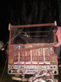 16 cattle recovered from cattle smuggling truck at night