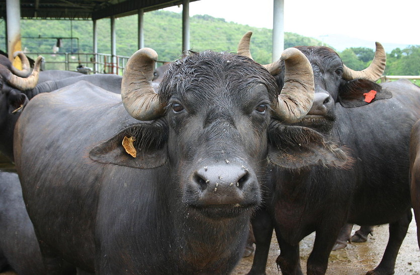 buffaloe
