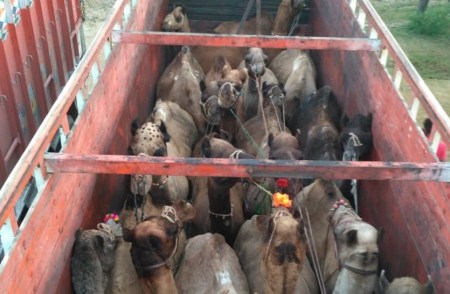 camel smuggling