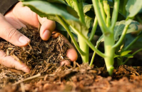 HPPSC Horticulture Development Officer 