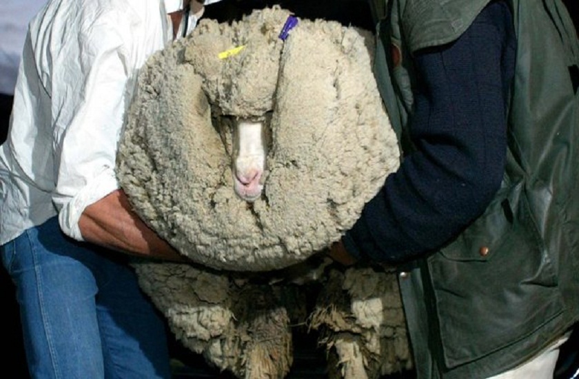 sheep decides to keep wool hides out in cave for 6 years