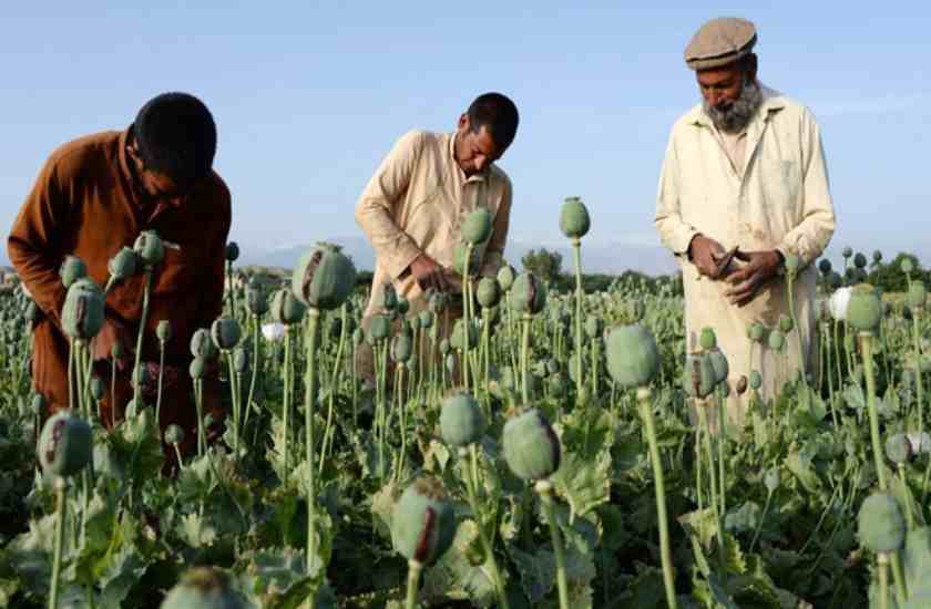 opium farmers