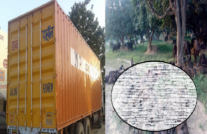 इस IPS ने दिखाया आईना तो जागी मिर्जामुराद पुलिस, पशु तस्करों के खिलाफ बड़ी कार्रवाई