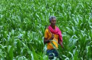 How Farmers Learn to Replace Farming