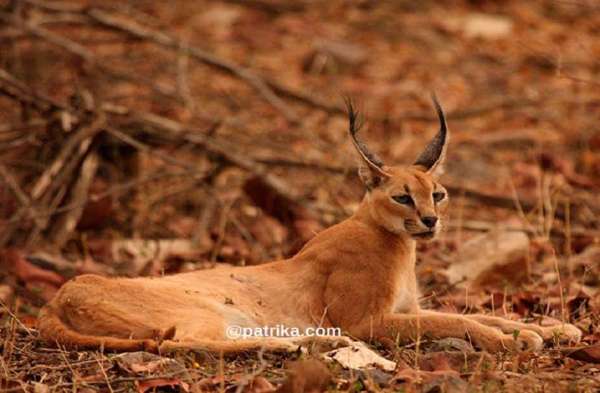 ranthmbhor in sawaimadhopur 