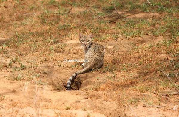 ranthmbhor in sawaimadhopur 
