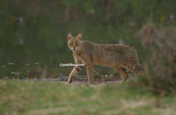 ranthmbhor in sawaimadhopur 