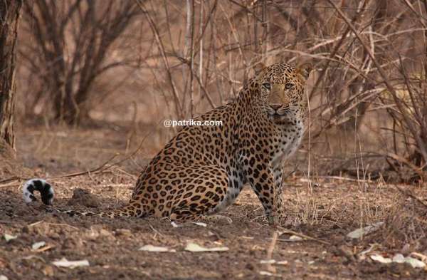ranthmbhor in sawaimadhopur 