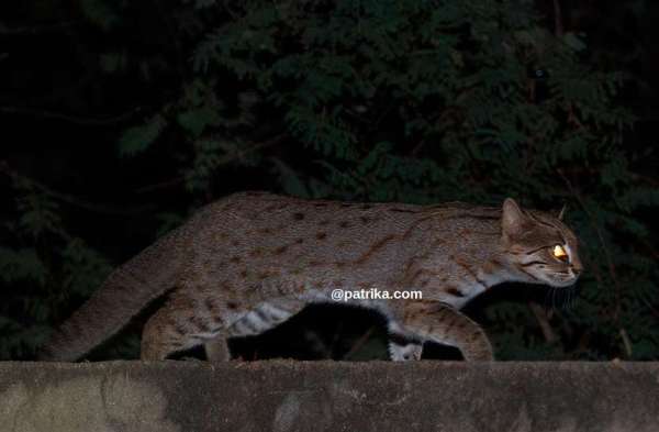 ranthmbhor in sawaimadhopur 