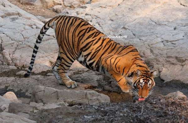 ranthmbhor in sawaimadhopur 