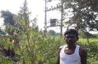 किसी को भी न लगे भनक इसलिए मिर्ची के साथ लगाया था गांजे का पौधा, पकड़ाया