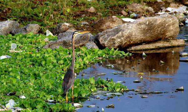 beautiful pics of bird