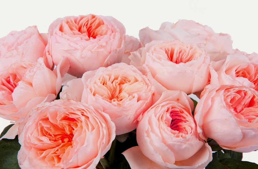 most expensive flower juliet rose
