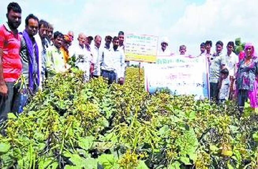 Farmers observed improved varieties of mung