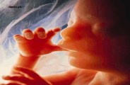 Embryo