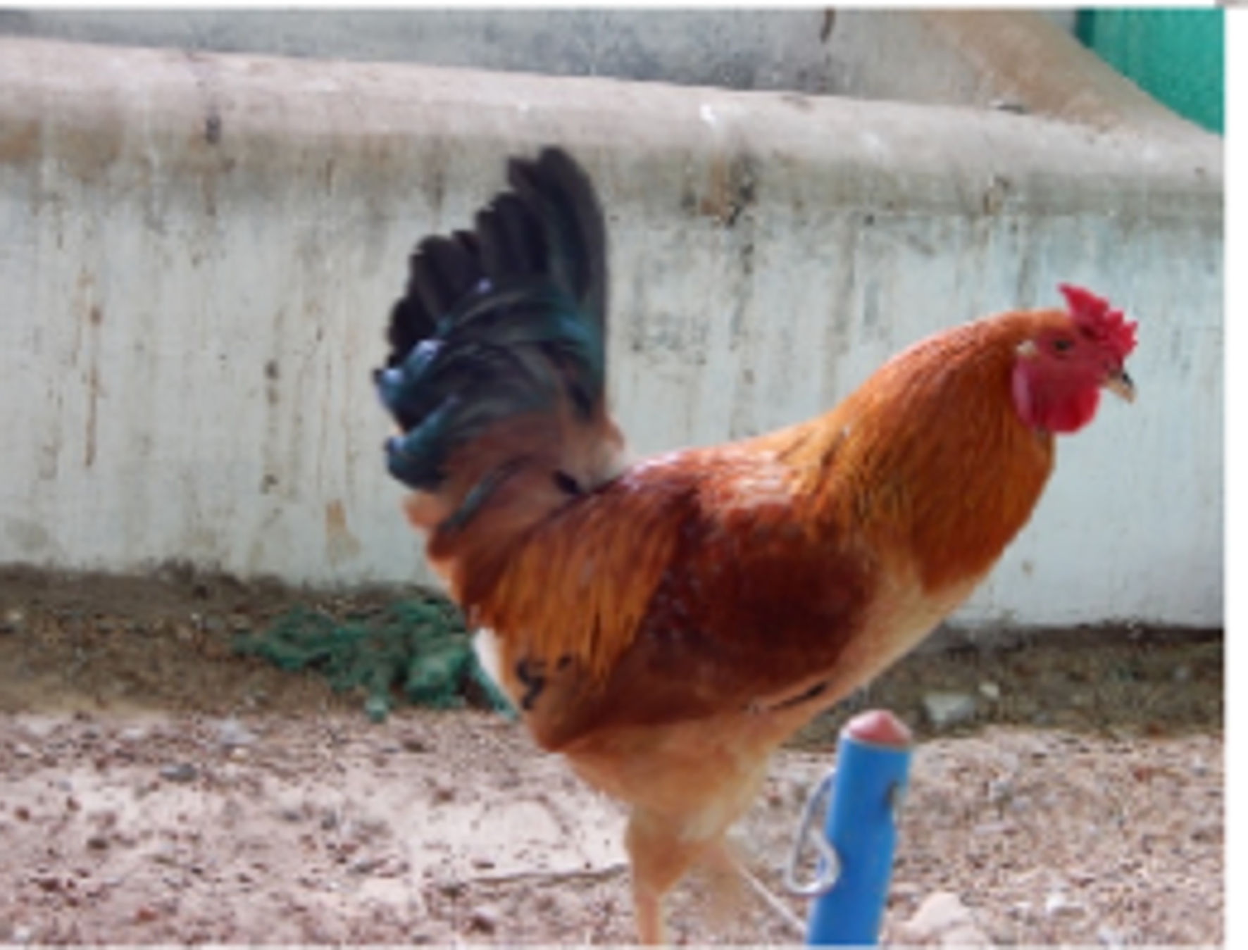 Farmers are motivated to poultry