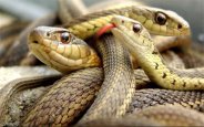 Snake of 55 lakh rupees