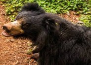 Bear