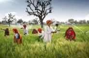 rajasthan farmers