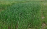 Farmers' crop waste in Rewa, temperature high, weather no rain