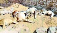 विद्युत तार टूटकर बछड़ों पर गिरे, सात की मौत