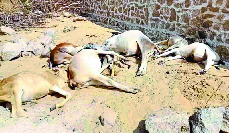 विद्युत तार टूटकर बछड़ों पर गिरे, सात की मौत