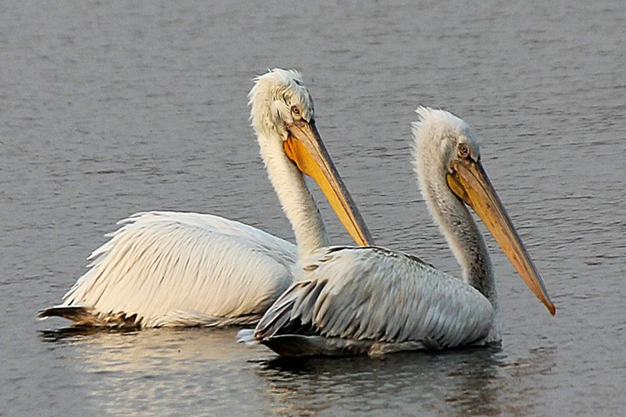 migratory birds in jodhpur