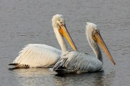 migratory birds in jodhpur