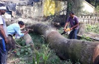 Video- इतने लोगों के आवास के लिए 62 वृक्षों पर चलाया जा रहा आरा, पीडब्ल्यूडी ईई का ये तर्क...