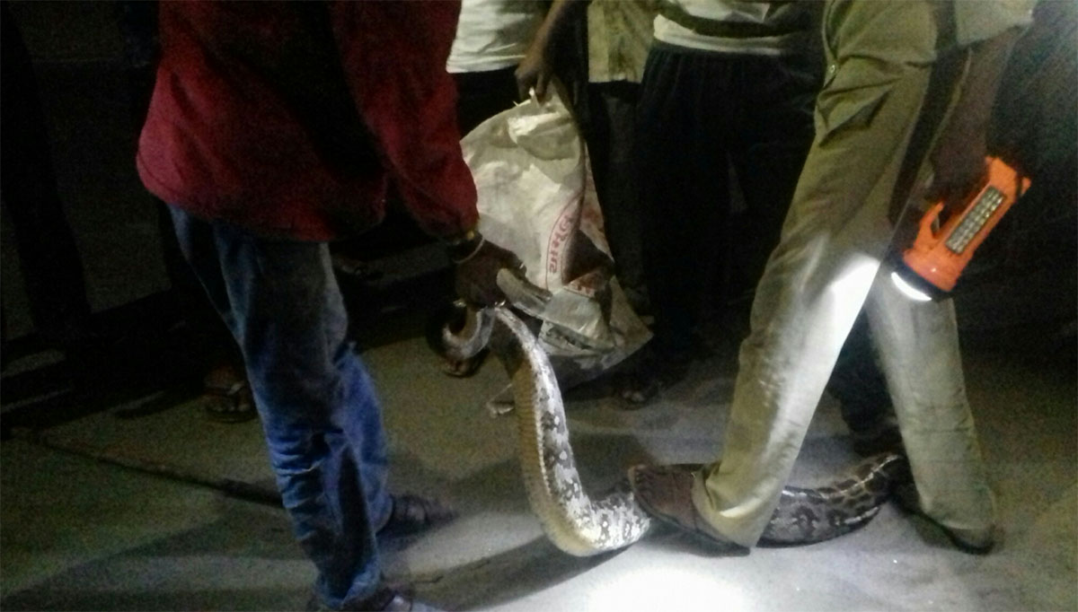 A Python in house