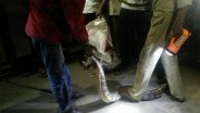 A Python in house