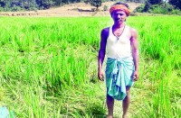 ग्रामीणों ने दिन में वन विभाग के खिलाफ किया प्रदर्शन, इधर रात में हाथियों ने रौंद दी 13 एकड़ की फसल