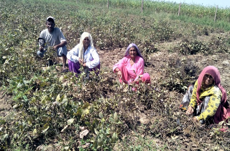 खराब फसल