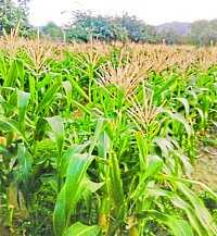 खरीफ पर मानसून की मार, रबी में बूंद-बूंद सिंचाई पर दें ध्यान